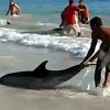 Dolphines