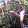 Jungleman