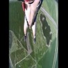 Parachuter Jumps in the Buff