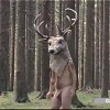 Chimpmunk Gang Rap